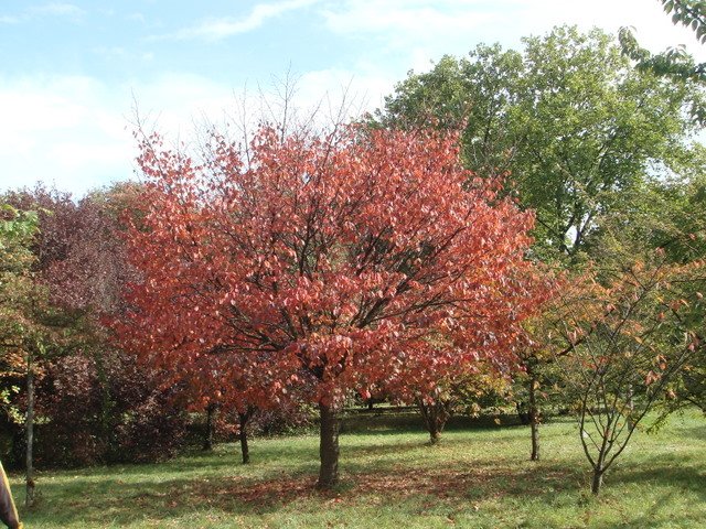 Prunus serrulata automne